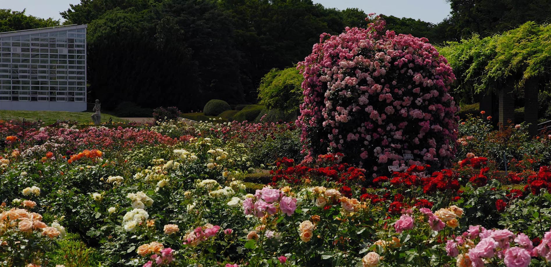 バラの名所_神代植物公園_8K