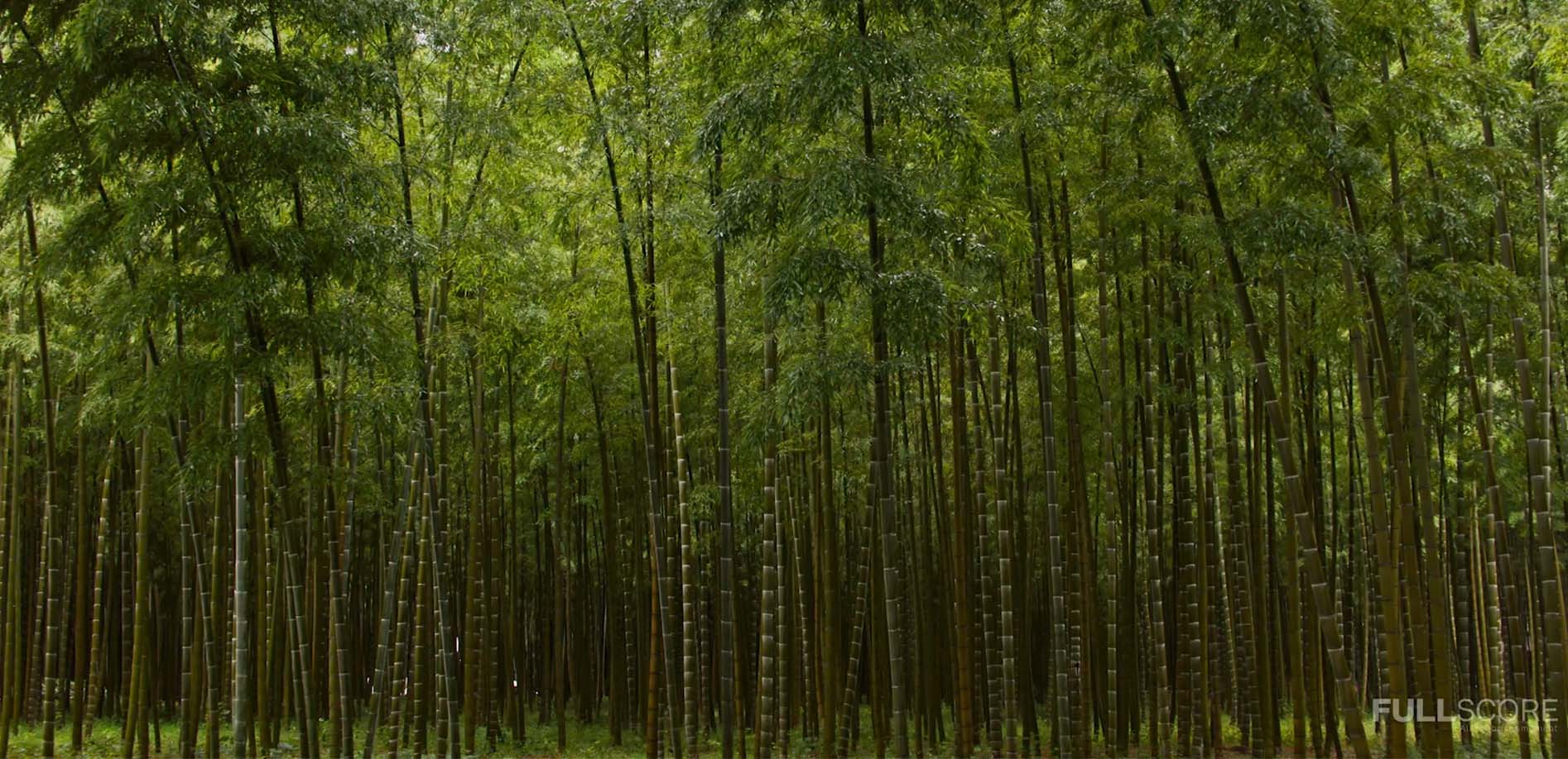 雨の竹林