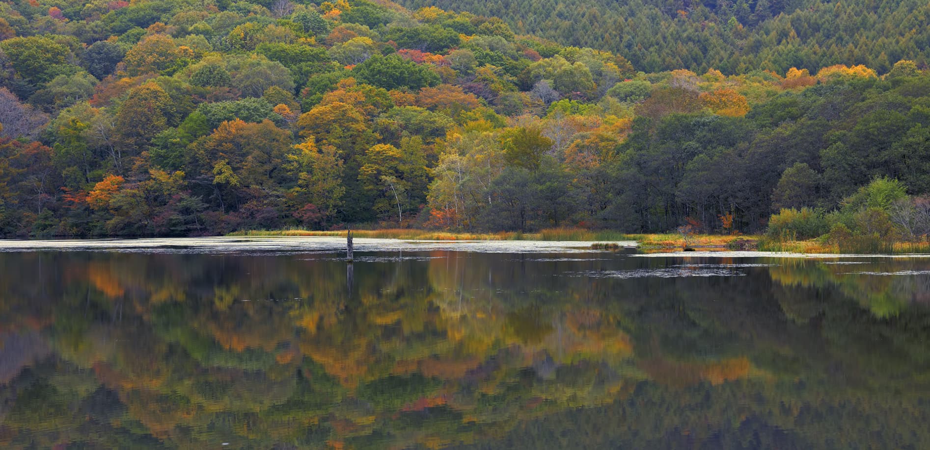 信州 秋の絶景シリーズ Vol.9 戸隠高原 鏡池_8K